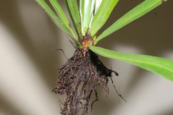 Rhizome and base of fronds