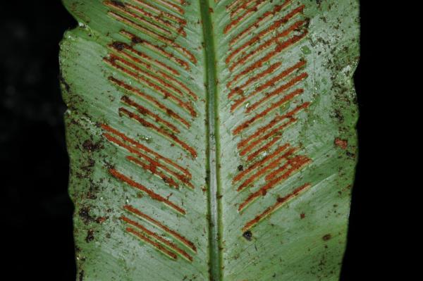 Lower surface of frond with sori