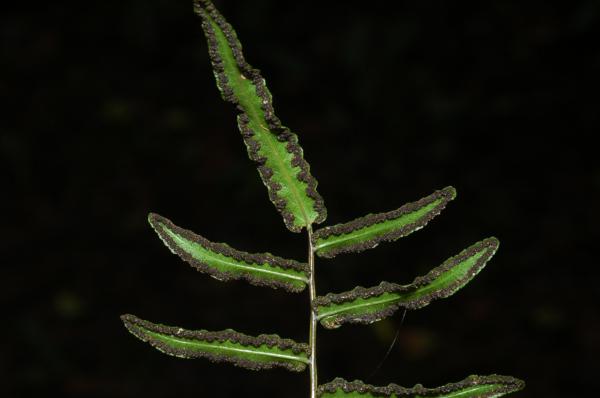 Frond apex from below