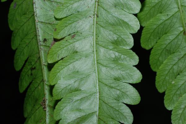 Upper urface of sterile frond