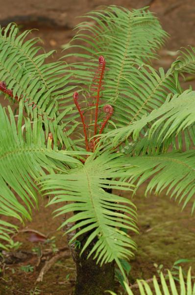 Fronds and croziers