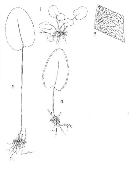 1. Sterile plant; 2. Sterile frond; 3. Venation of sterile lamina; 4. Fertile frond.