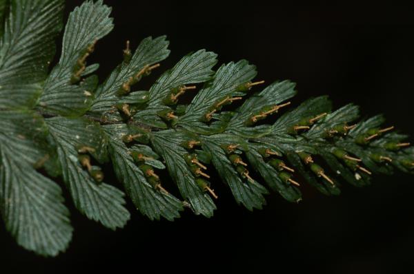Frond showing position of sori.