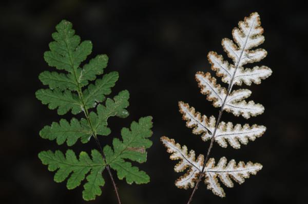 Upper and lower frond surfaces