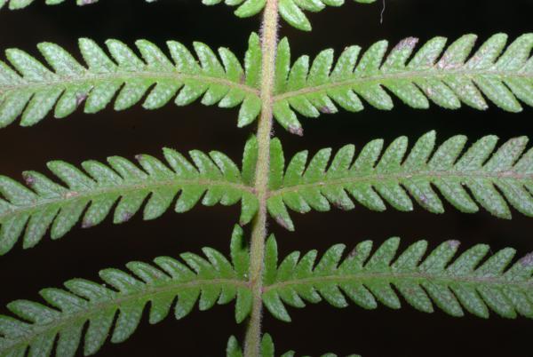 Upper surface of rachis and pinnae