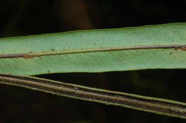 Lower surfaces of sterile and fertile fronds