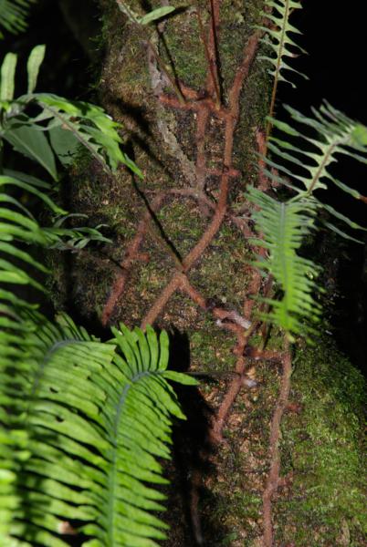 Nerwork of rhizomes on tree trunk