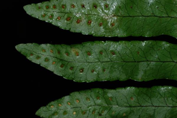Lower surface of frond and sori