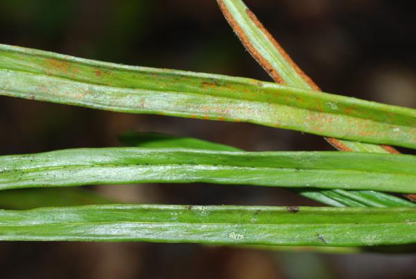 Upper frond surfaces