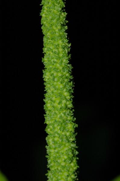 Sporophyll with sessile sporangia