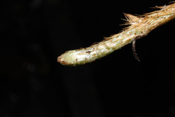 Growing apex of rhizome