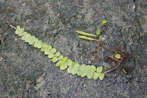 Creeping habit with fertile (above) and sterile (below) fronds