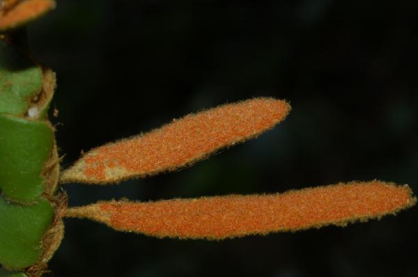 Lower surface of fertile fronds