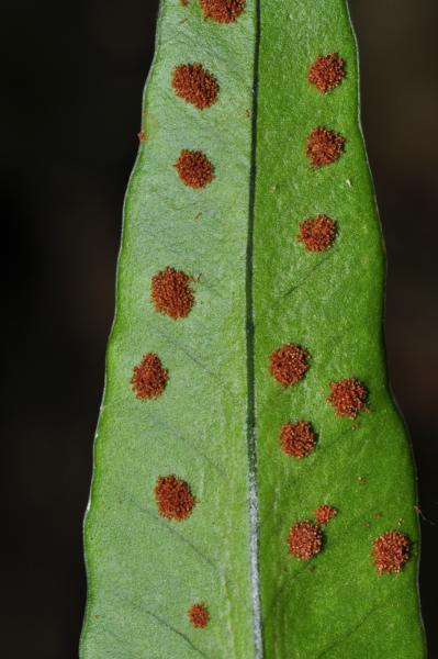 Lower surface of frond with round sori