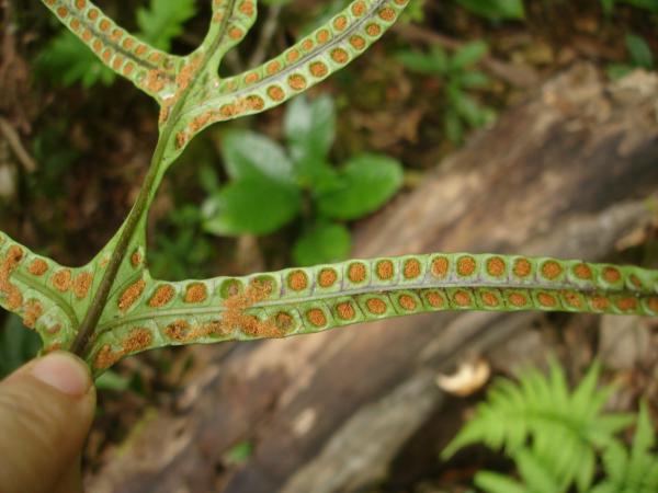 Lower surface of fertile frond