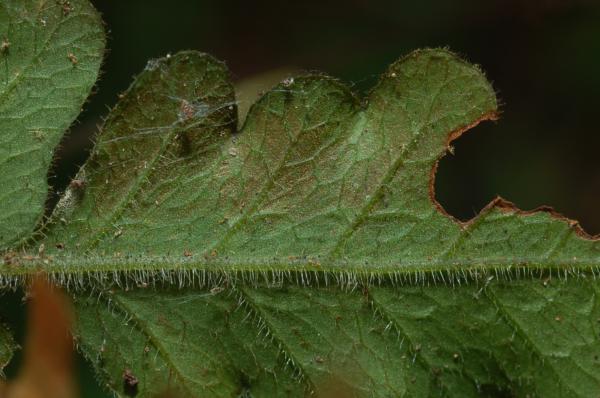 Lower surface of sterile frond