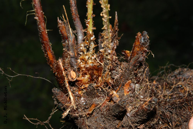 Rhizome