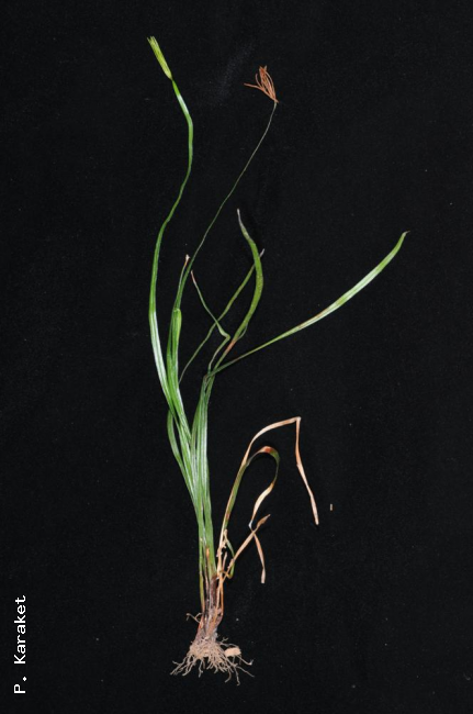 Habit