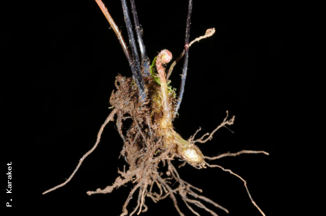 Rhizome