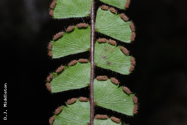 Lower surface of pinnae