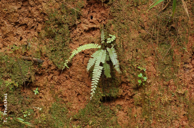 Habit