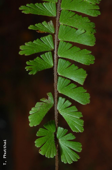 Basal pinnae