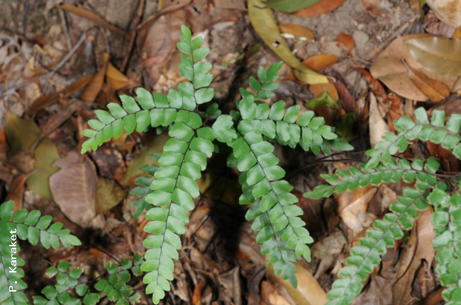 Habit