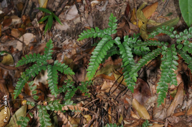 Habit