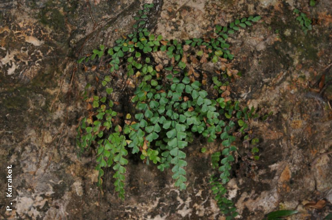 Habit