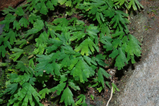 Habit