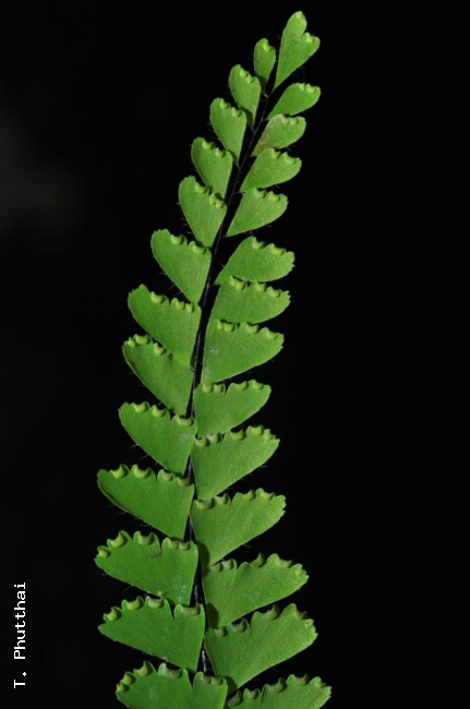 Frond without prolonged apex