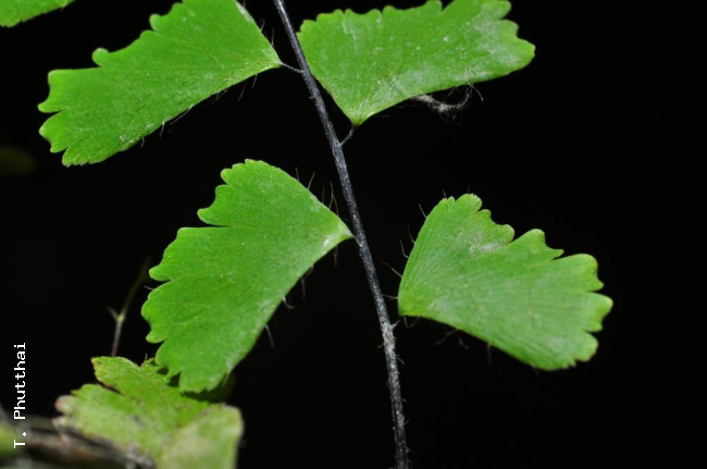Upper surface of pinnae