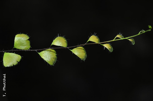 Young frond