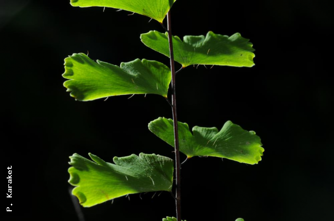 Rachis and pinnae