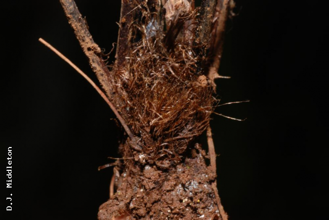 Rhizome scales