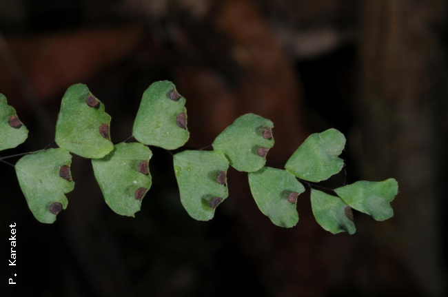 Undersurface of lamina