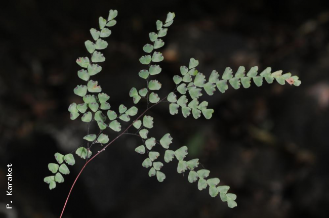 Frond
