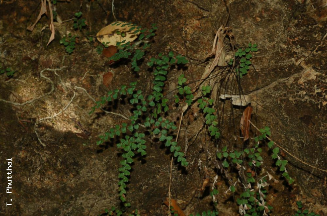 Habit
