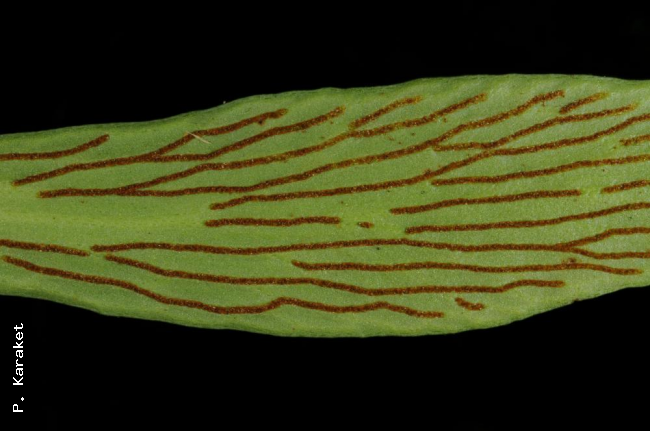 Lower surface of frond