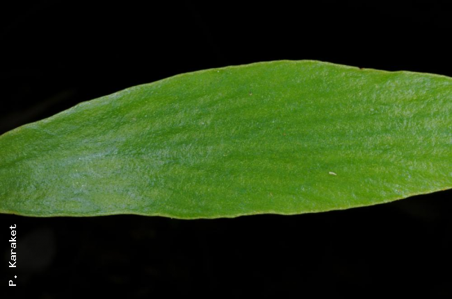 Upper surface of frond