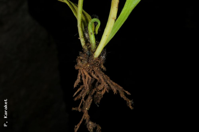 Rhizome