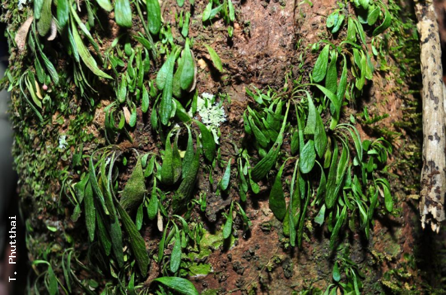 Habit