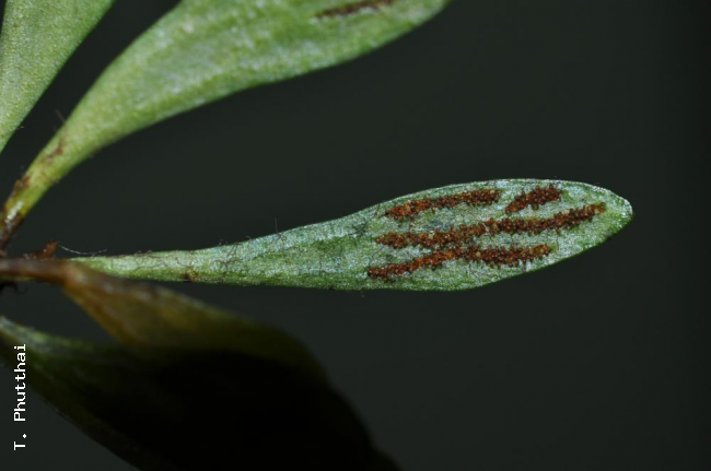Frond