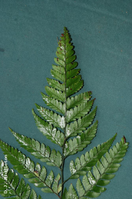 Frond apex
