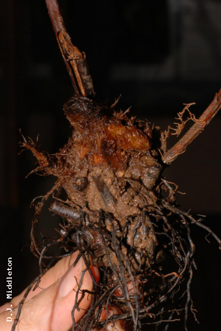 Rhizome