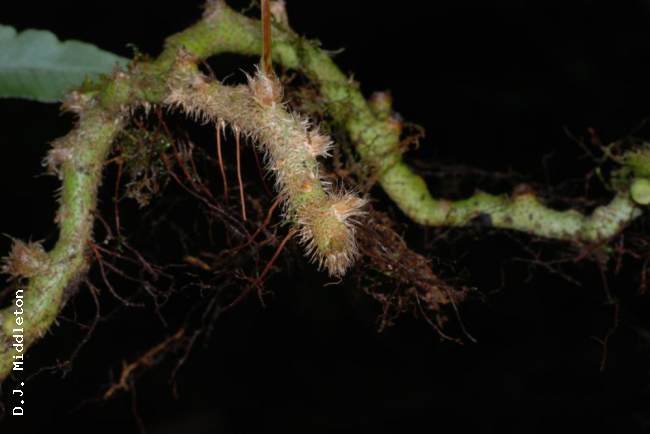 Rhizome