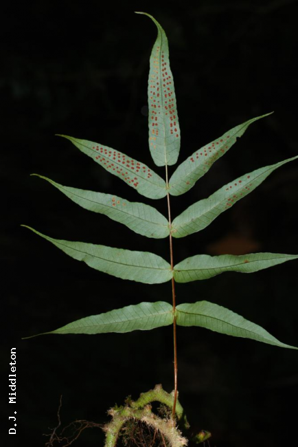 Frond lower surface