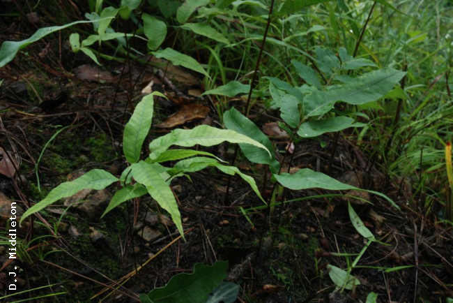 Habit
