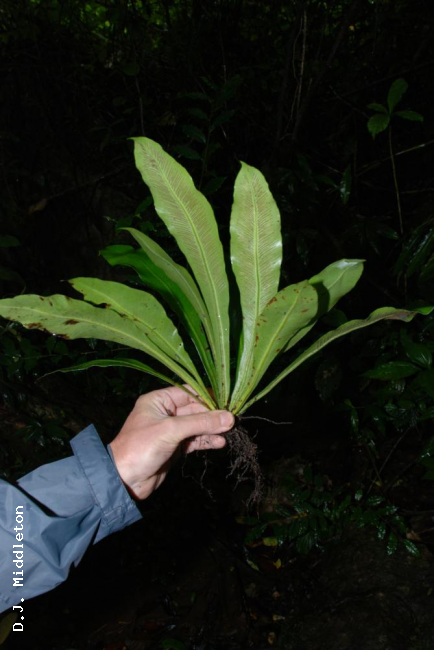 Whole plant from below