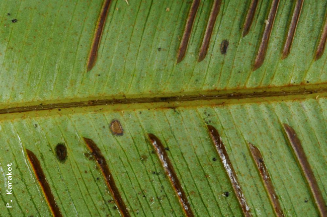 Midrib beneath